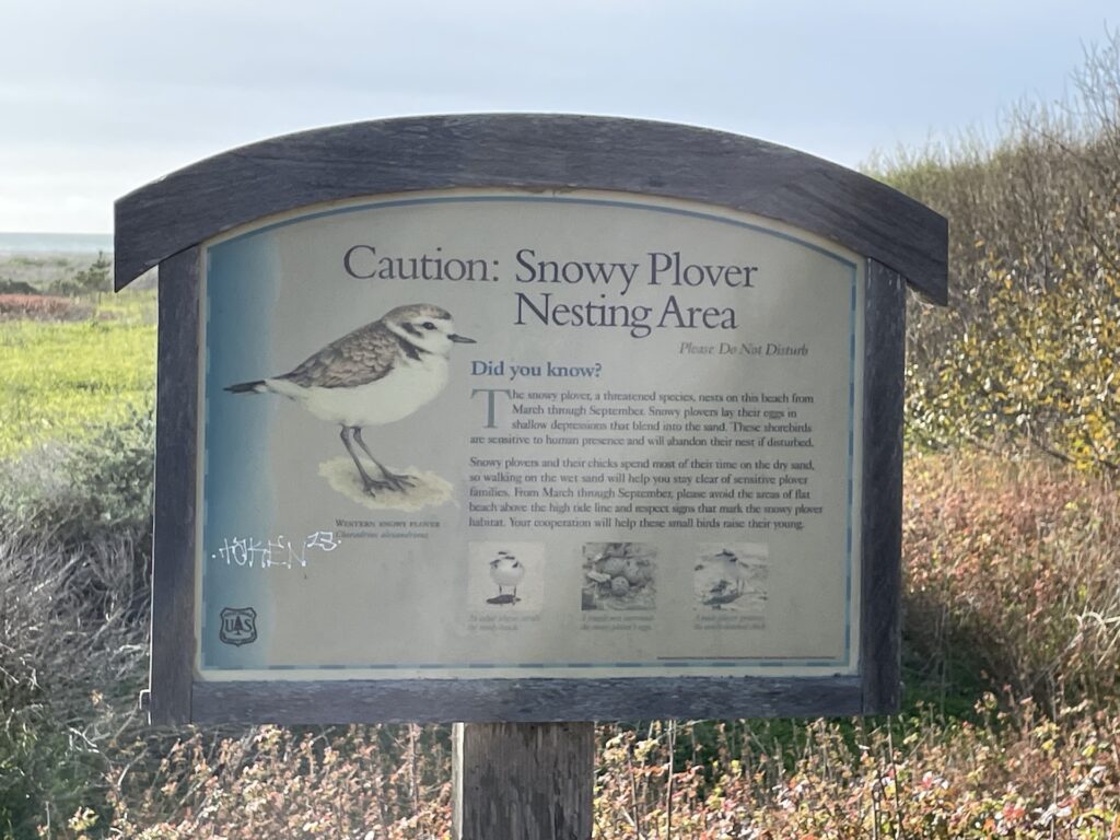 Signage educates visitors about the snowy plover. Photo by Sarah Harvey